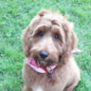 Meet your Posher, Diane